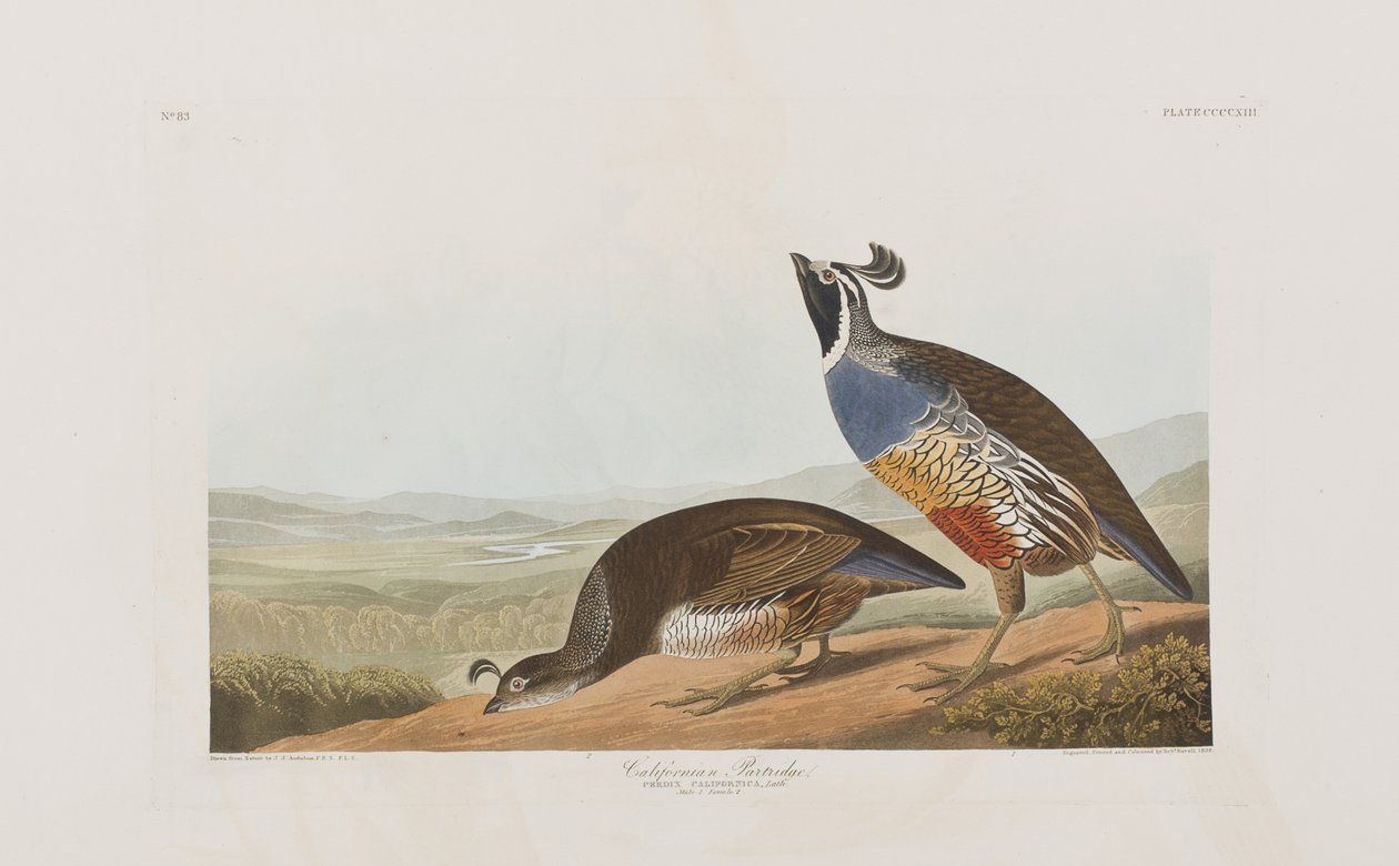 Ilustracja z „Birds of America” autorstwa John James Audubon