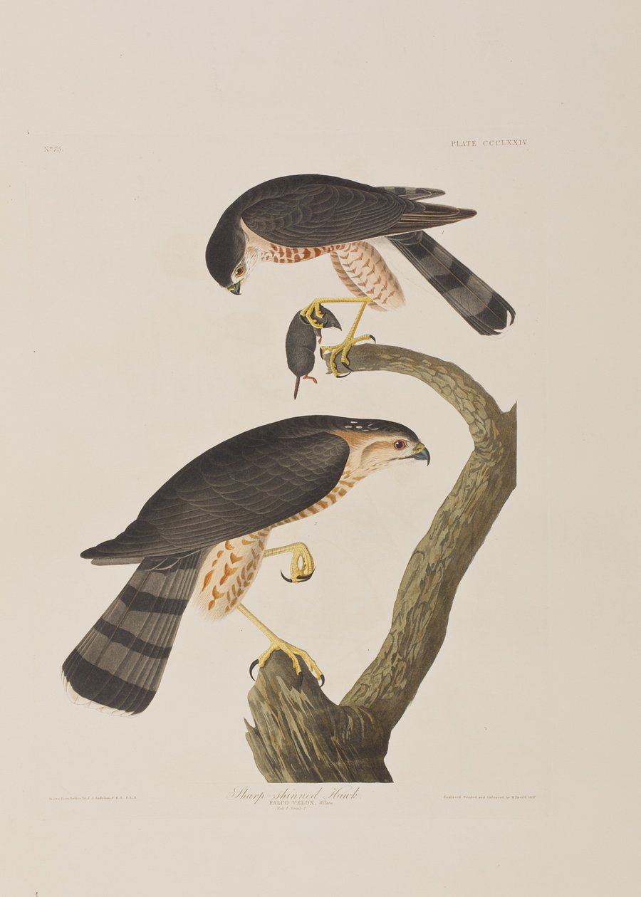 Ilustracja z „Birds of America” autorstwa John James Audubon