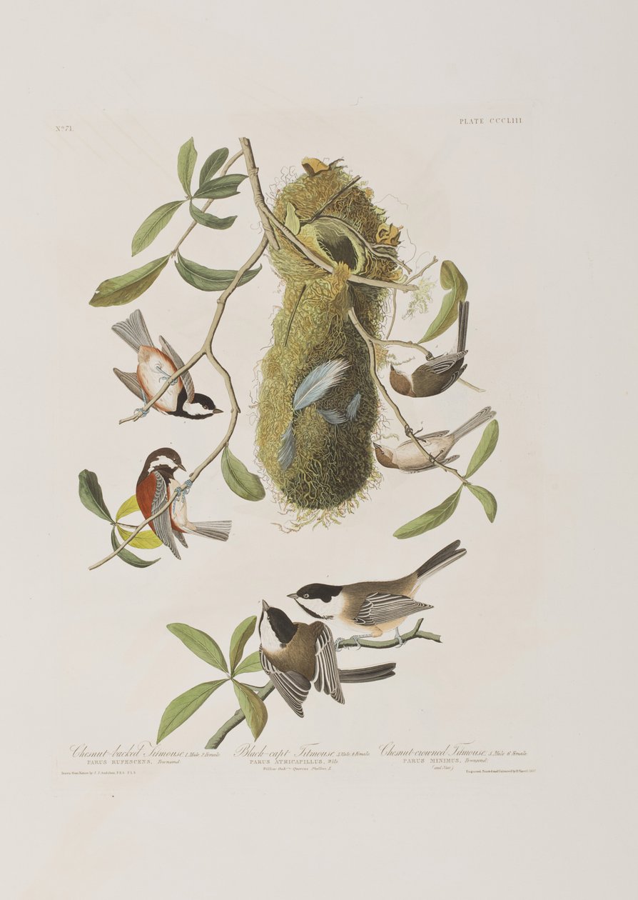 Ilustracja z „Birds of America” autorstwa John James Audubon