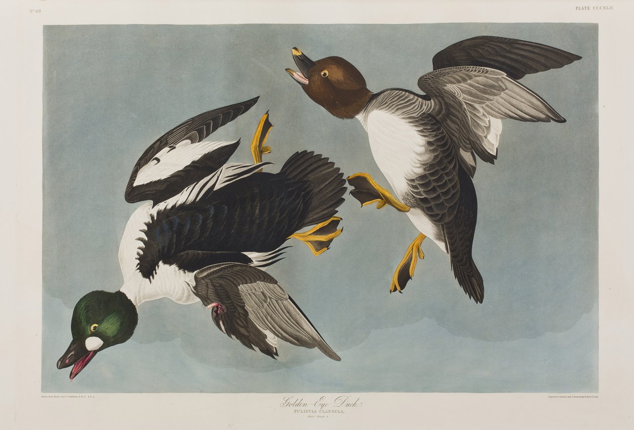 Ilustracja z „Birds of America” autorstwa John James Audubon
