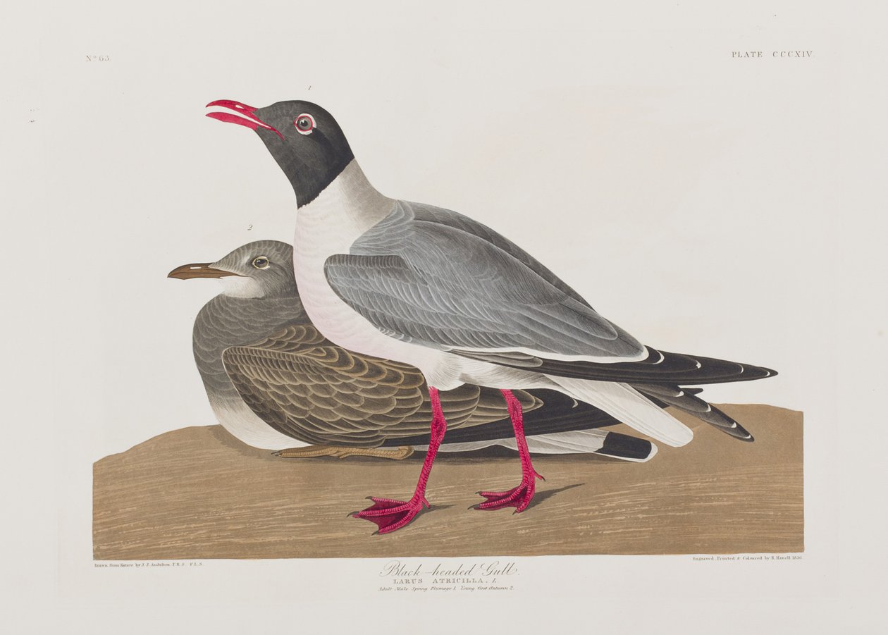 Ilustracja z „Birds of America” autorstwa John James Audubon