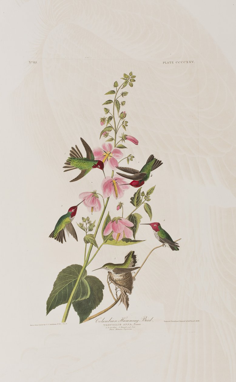 Ilustracja z „Birds of America” autorstwa John James Audubon