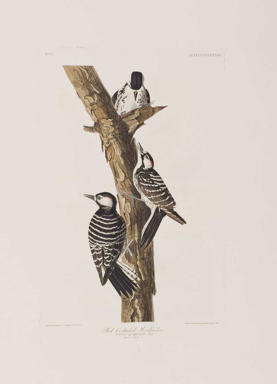 Ilustracja z „Birds of America” autorstwa John James Audubon