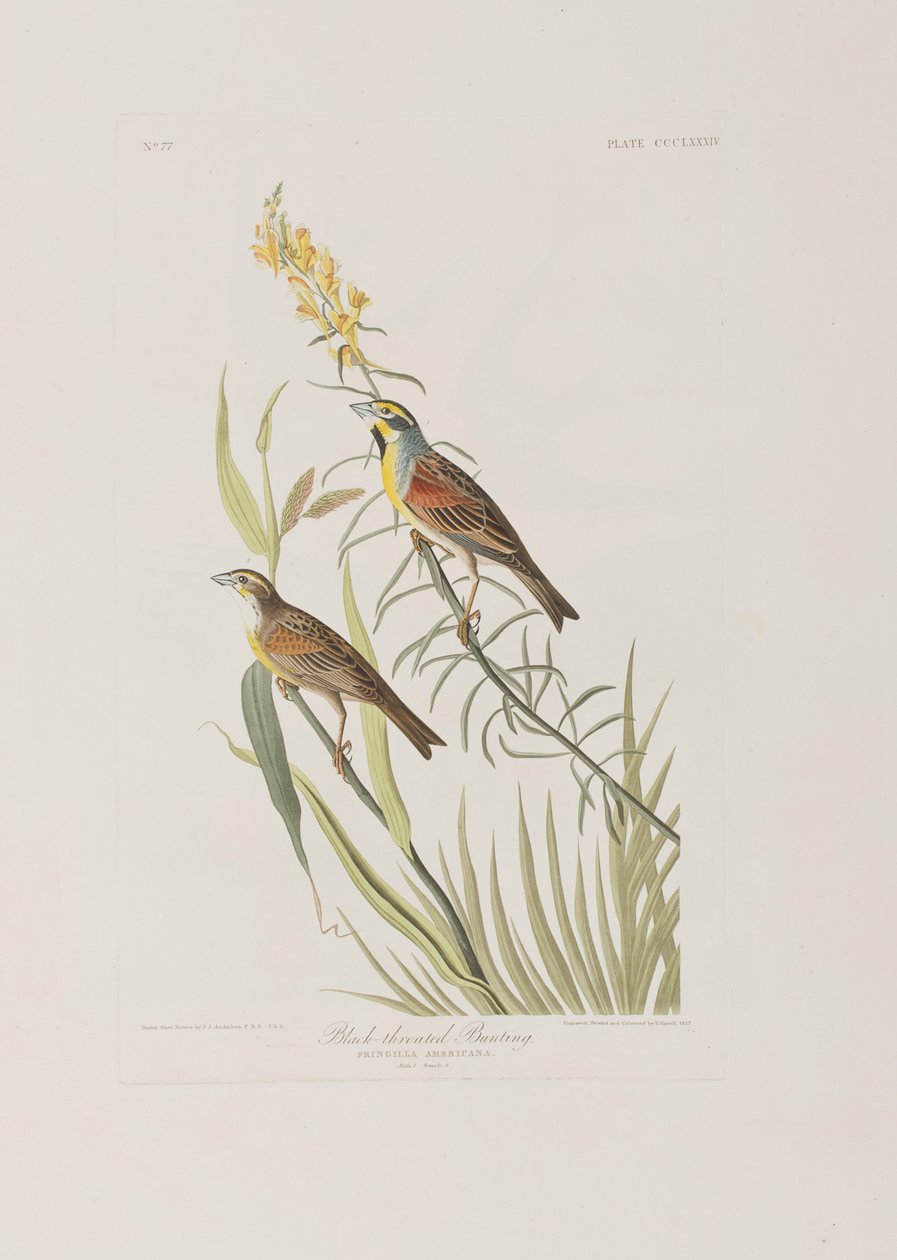 Ilustracja z „Birds of America” autorstwa John James Audubon