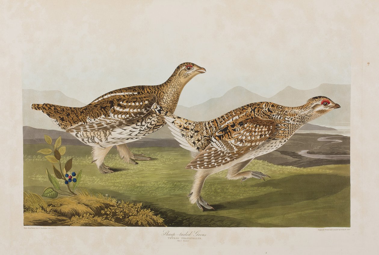 Ilustracja z „Birds of America” autorstwa John James Audubon
