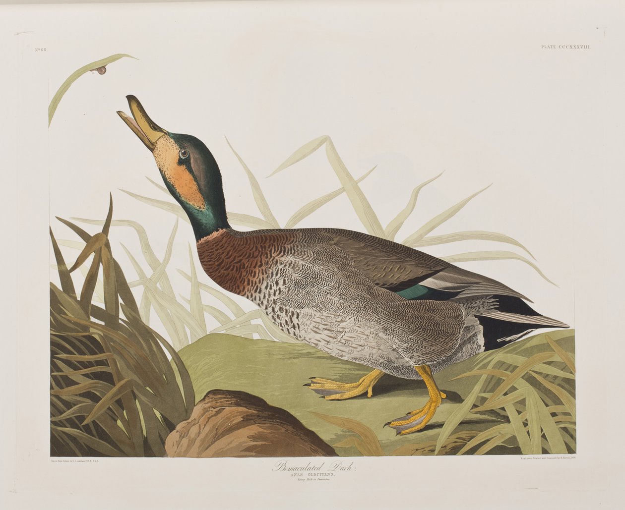 Ilustracja z „Birds of America” autorstwa John James Audubon