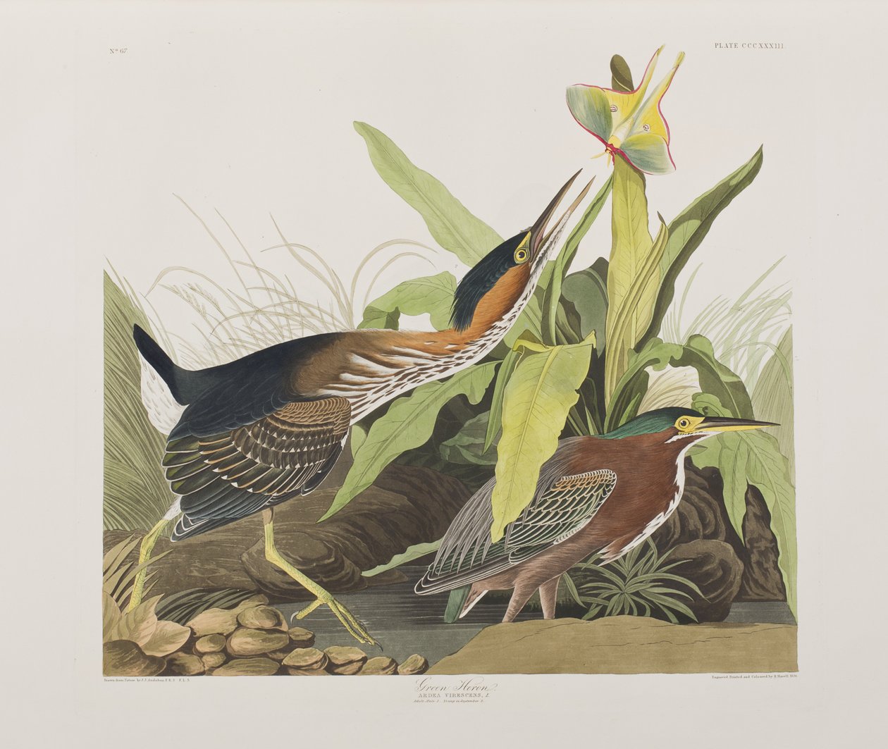 Ilustracja z „Birds of America” autorstwa John James Audubon