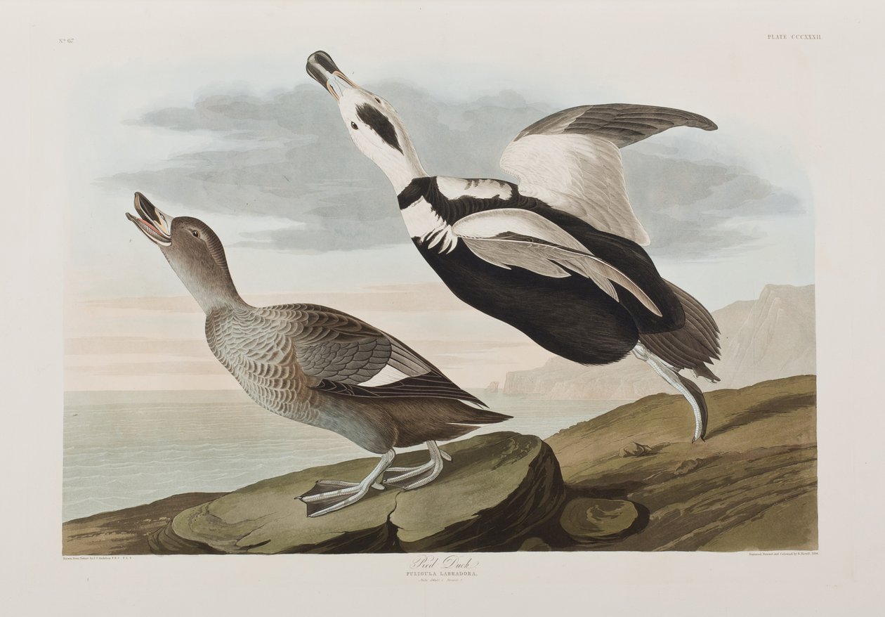 Ilustracja z „Birds of America” autorstwa John James Audubon