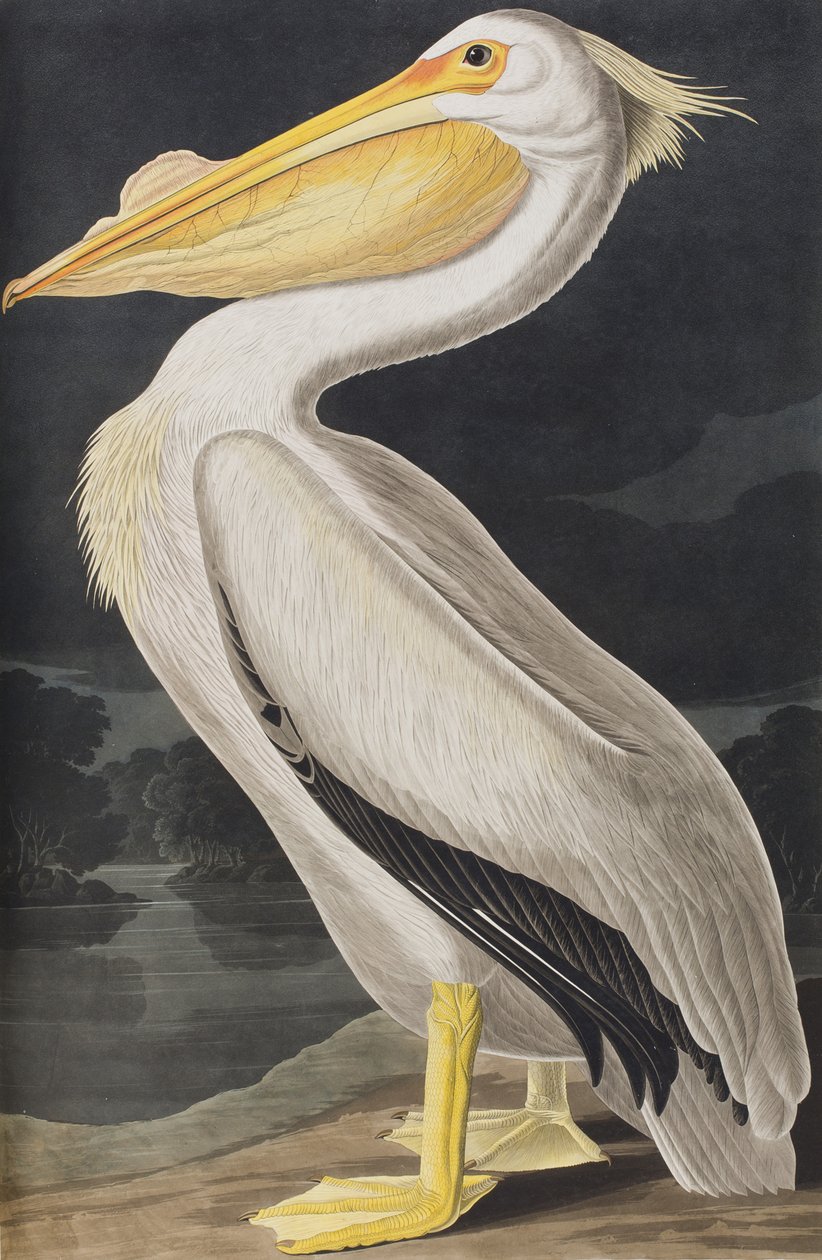 Ilustracja z „Birds of America” autorstwa John James Audubon
