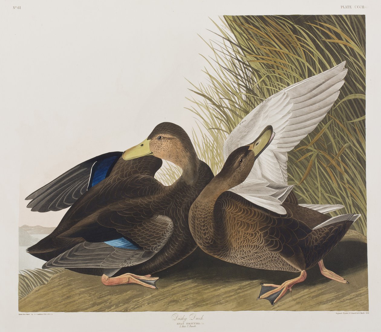 Ilustracja z „Birds of America” autorstwa John James Audubon