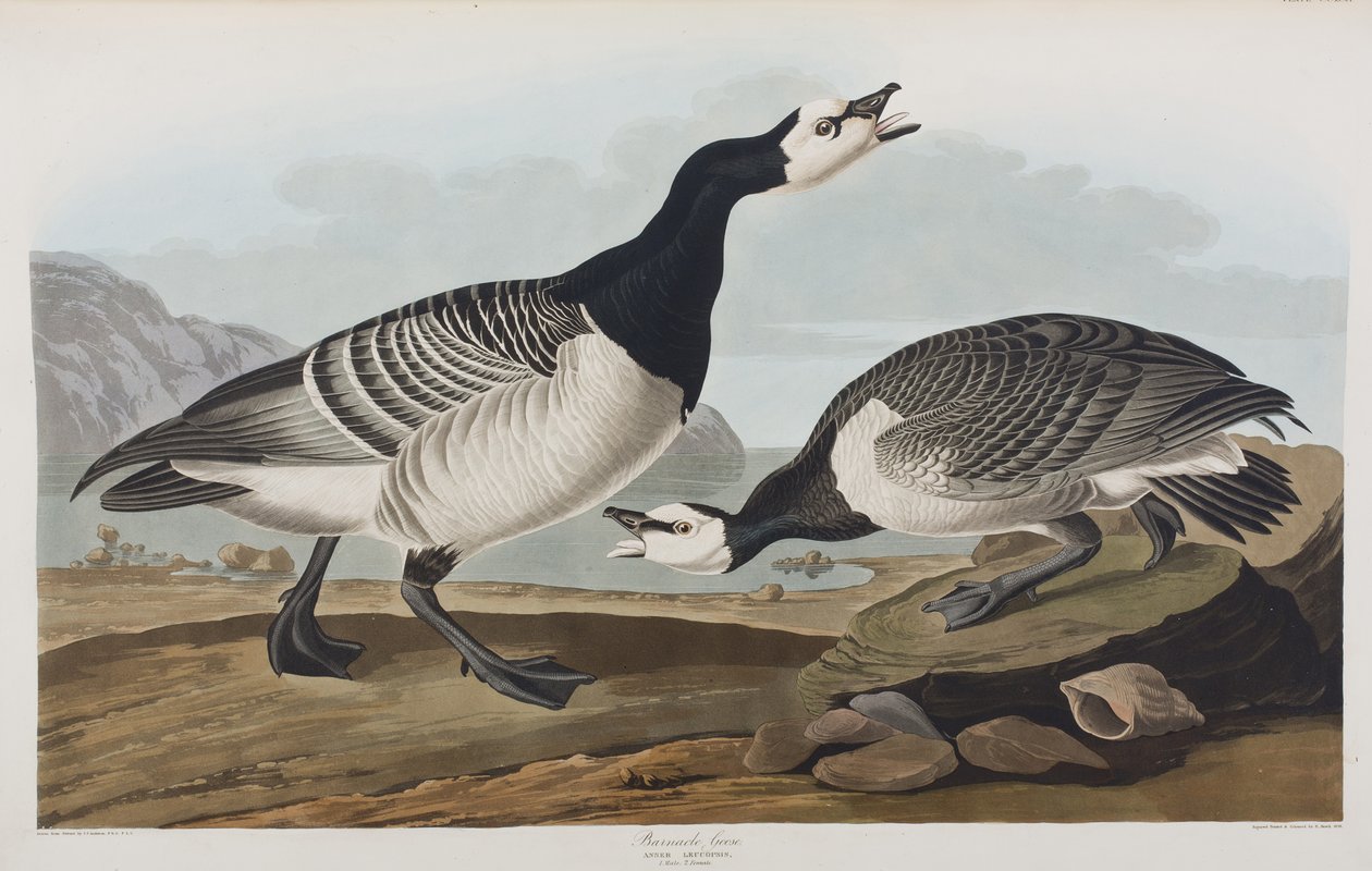 Ilustracja z „Birds of America” autorstwa John James Audubon