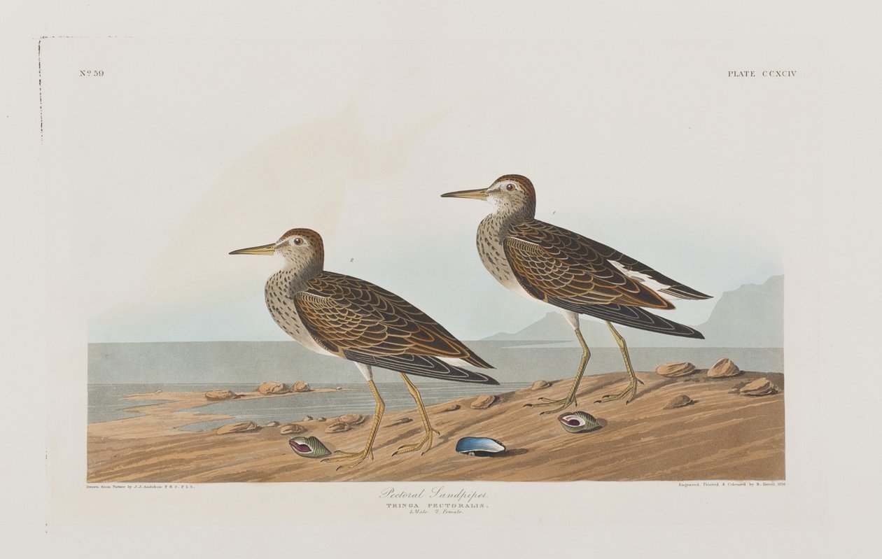 Ilustracja z "Ptaków Ameryki autorstwa John James Audubon