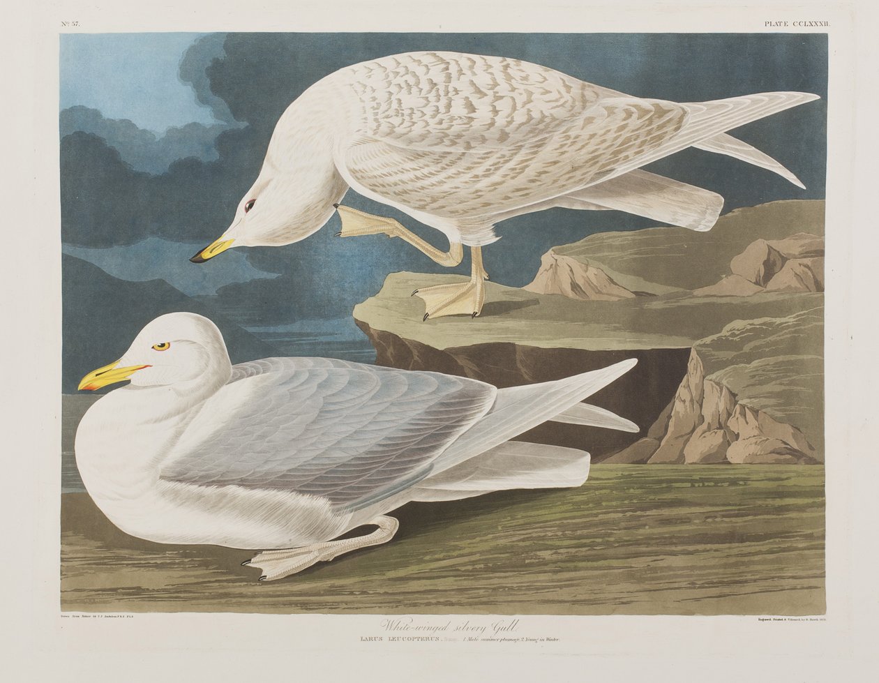 Ilustracja z „Birds of America” autorstwa John James Audubon