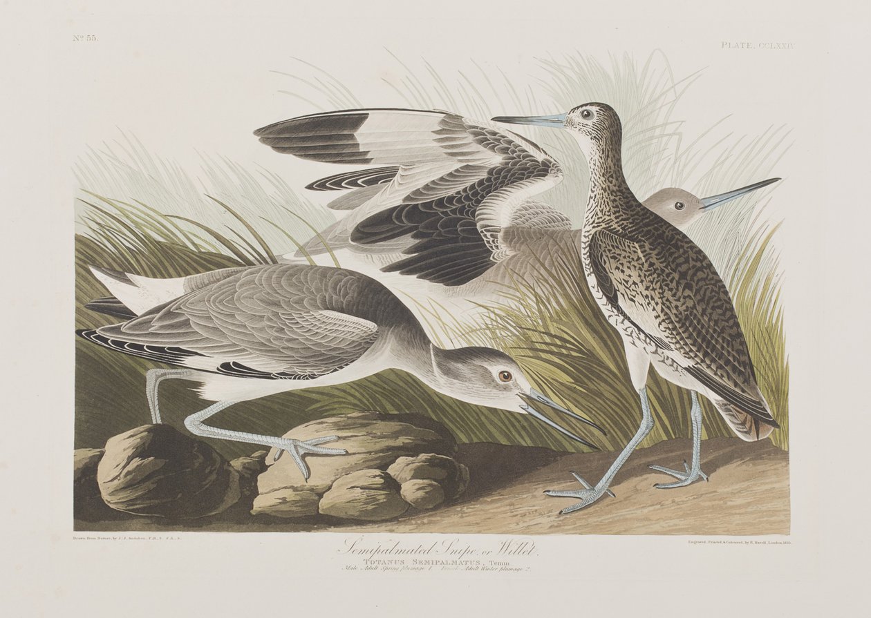 Ilustracja z „Birds of America” autorstwa John James Audubon