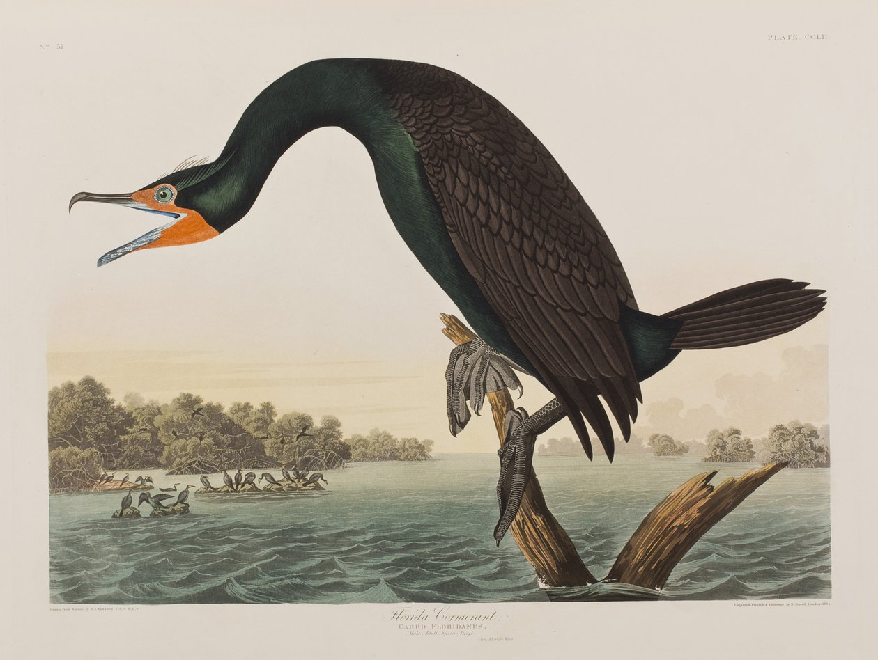 Ilustracja z „Birds of America” autorstwa John James Audubon