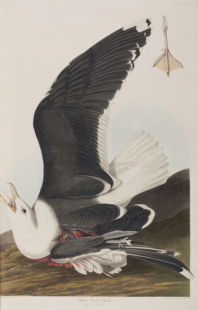Ilustracja z „Birds of America” autorstwa John James Audubon