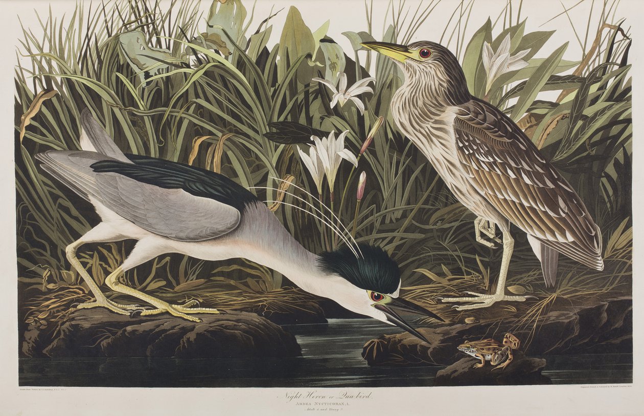 Ilustracja z „Birds of America” autorstwa John James Audubon
