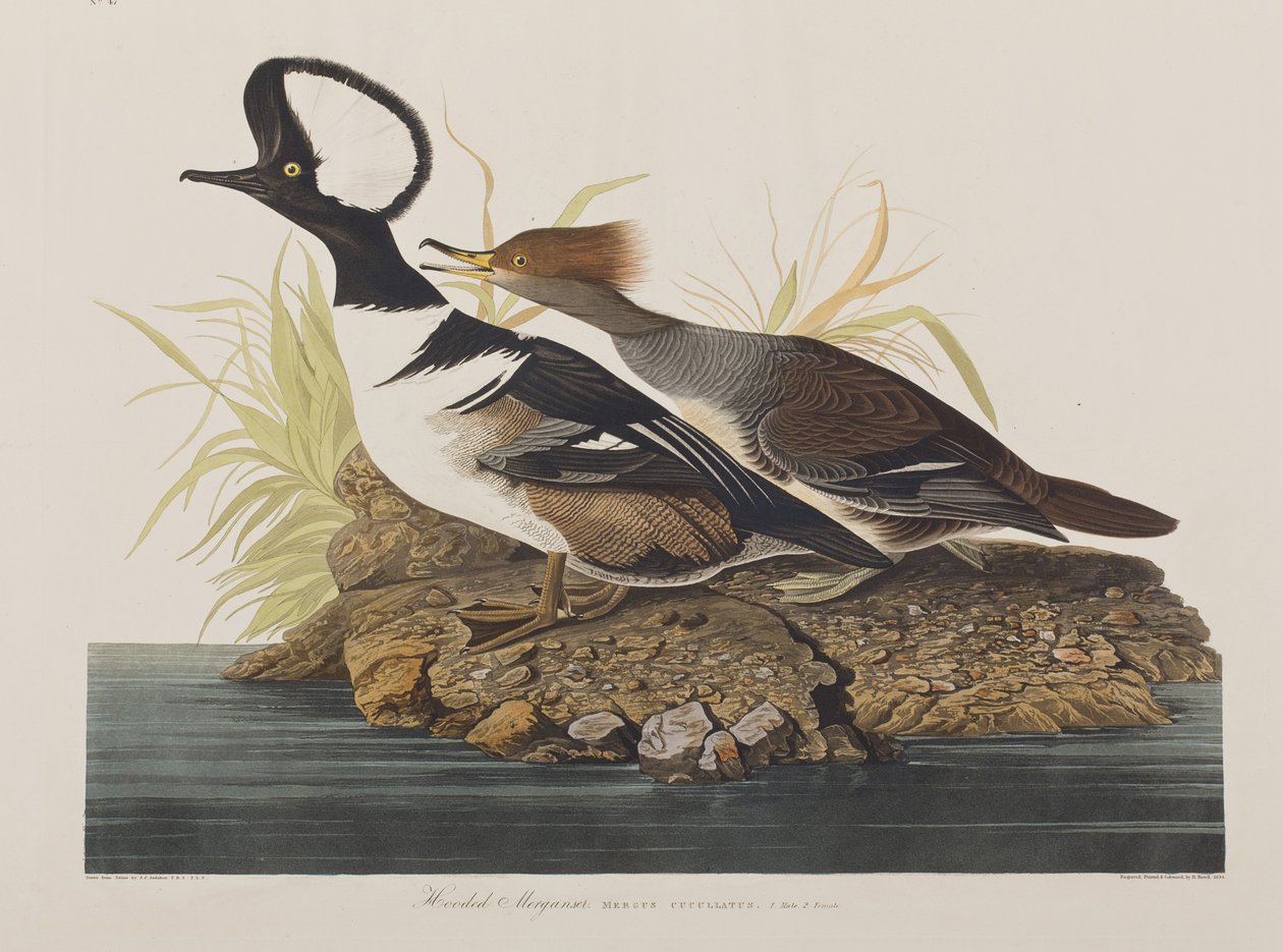 Ilustracja z „Birds of America” autorstwa John James Audubon