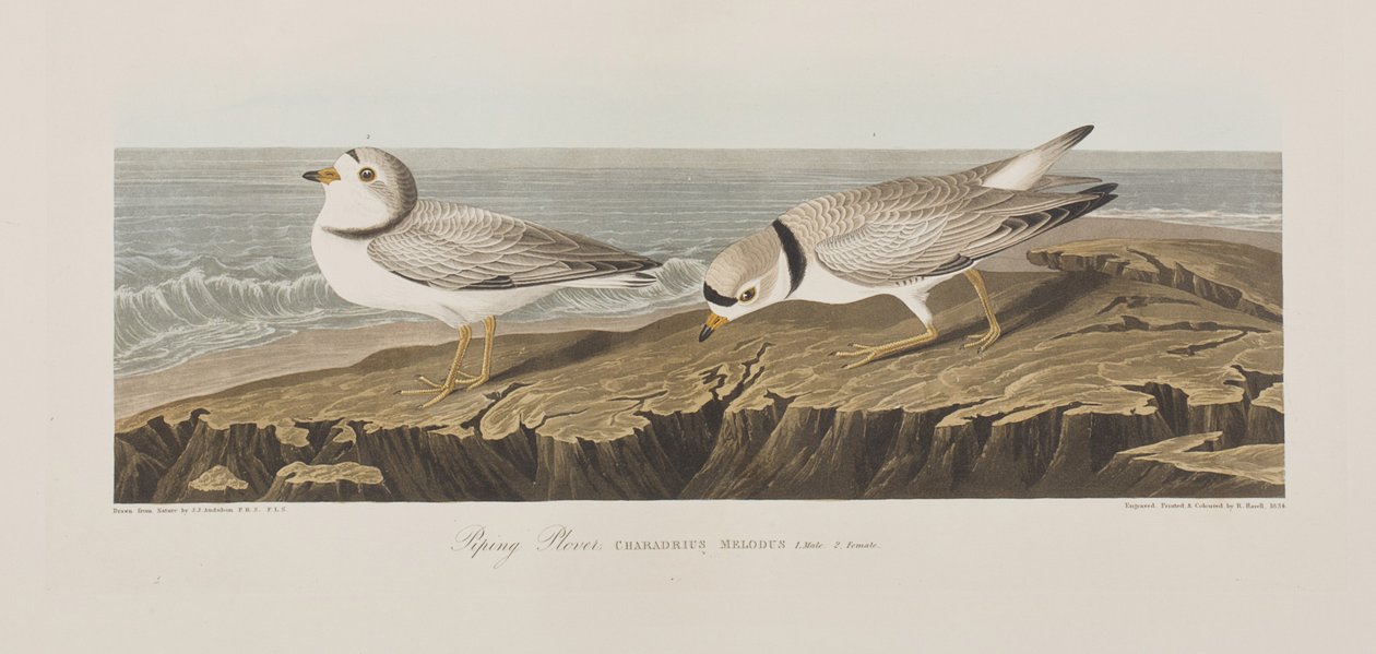 Ilustracja z „Birds of America” autorstwa John James Audubon