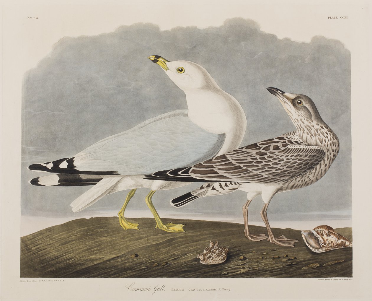 Ilustracja z „Birds of America” autorstwa John James Audubon