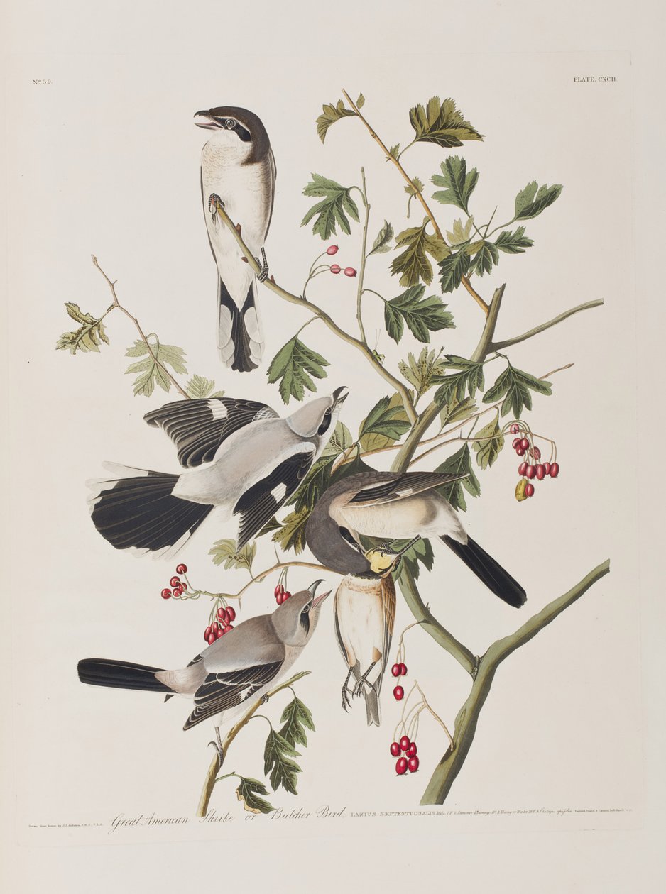 Ilustracja z "Ptaków Ameryki autorstwa John James Audubon