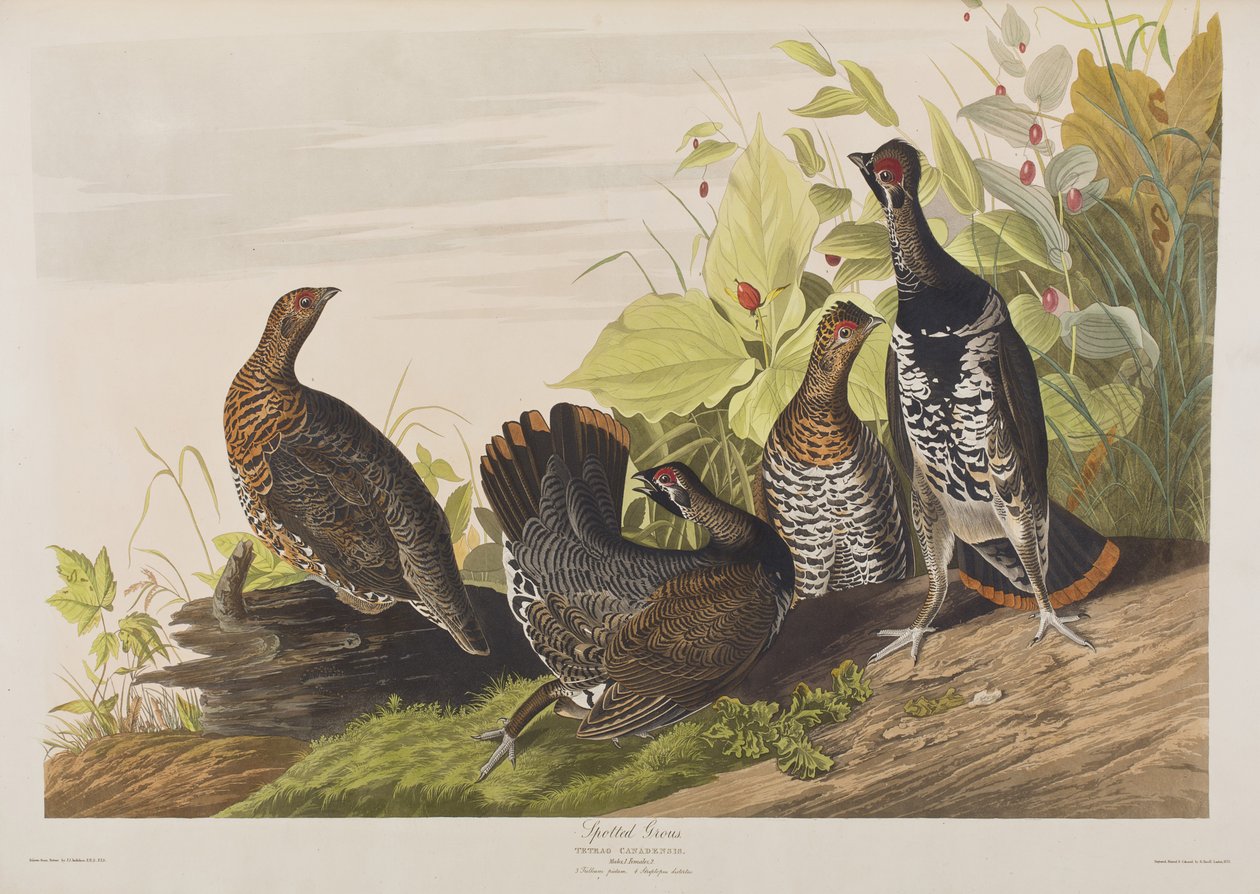 Ilustracja z „Birds of America” autorstwa John James Audubon