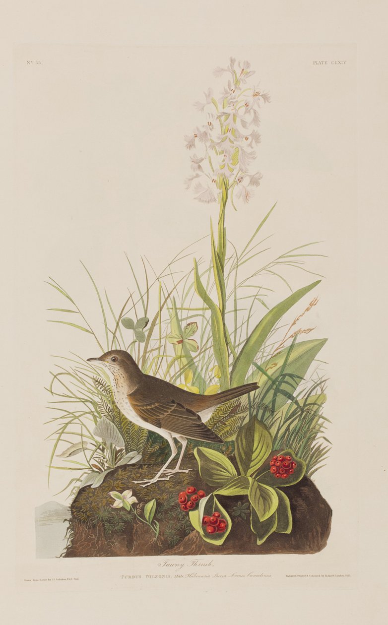 Ilustracja z „Birds of America” autorstwa John James Audubon