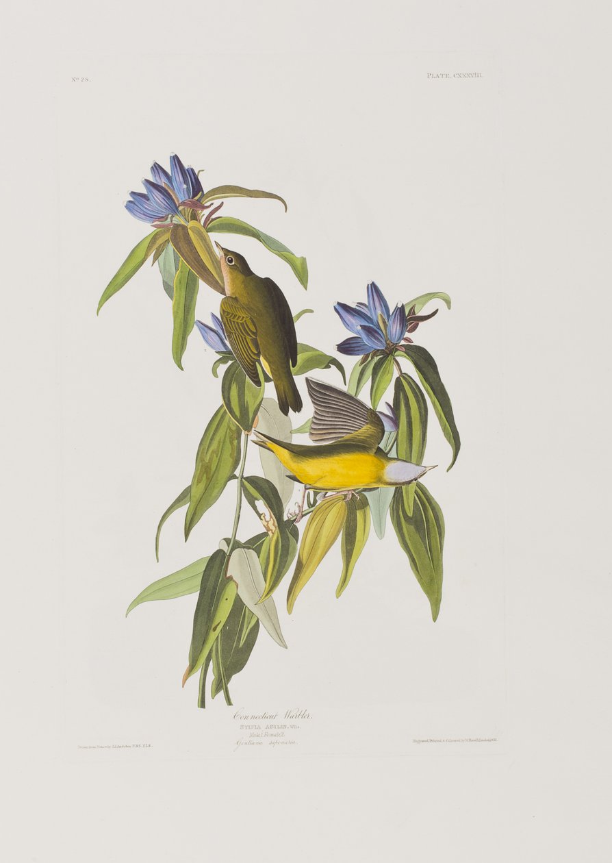 Ilustracja z „Birds of America” autorstwa John James Audubon