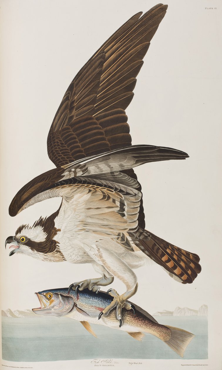 Ilustracja z „Birds of America” autorstwa John James Audubon