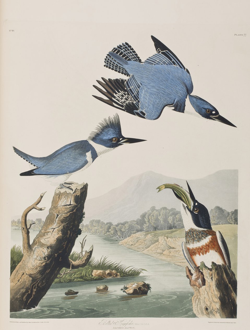 Ilustracja z „Birds of America” autorstwa John James Audubon
