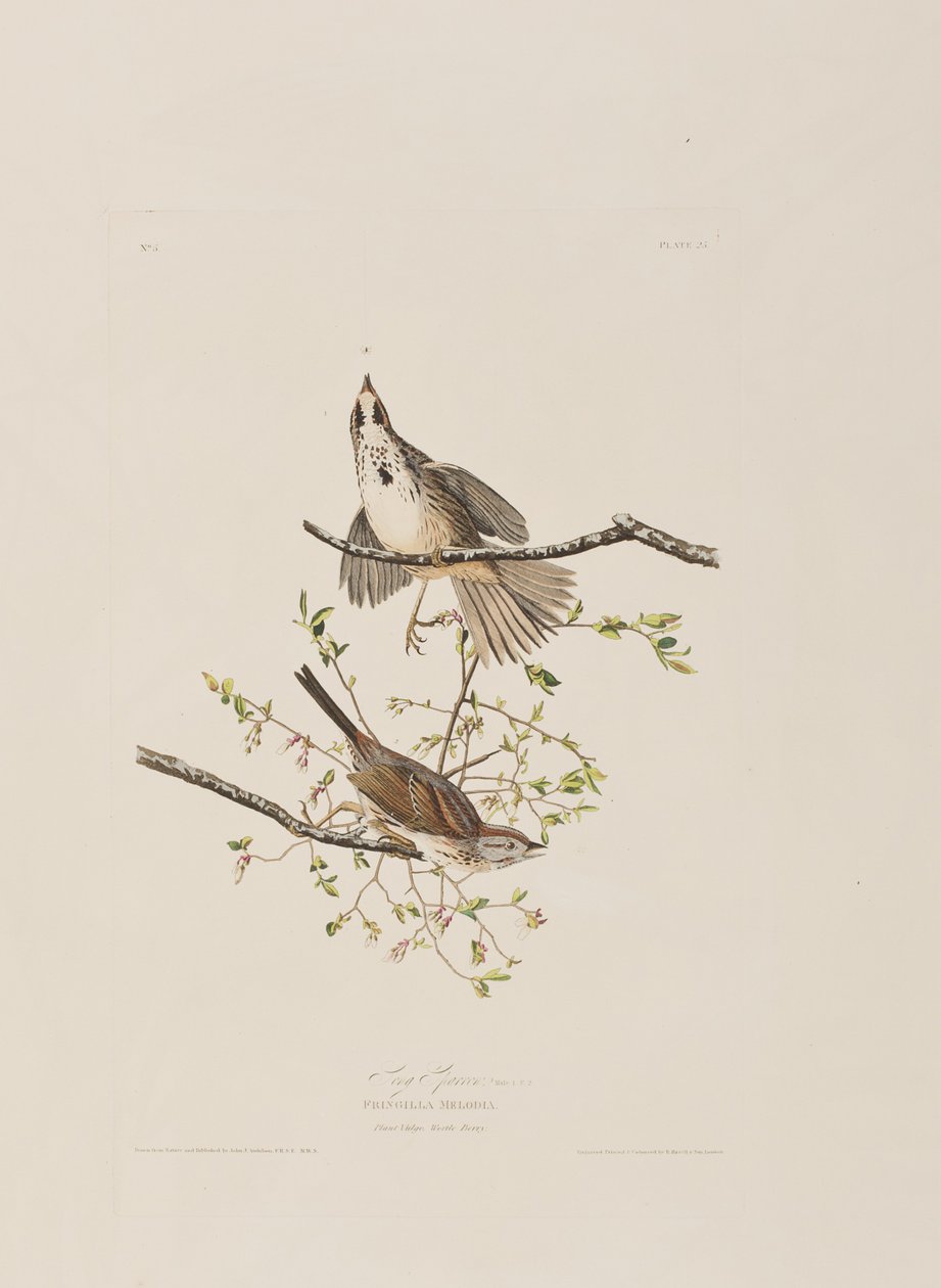 Ilustracja z "Ptaków Ameryki autorstwa John James Audubon