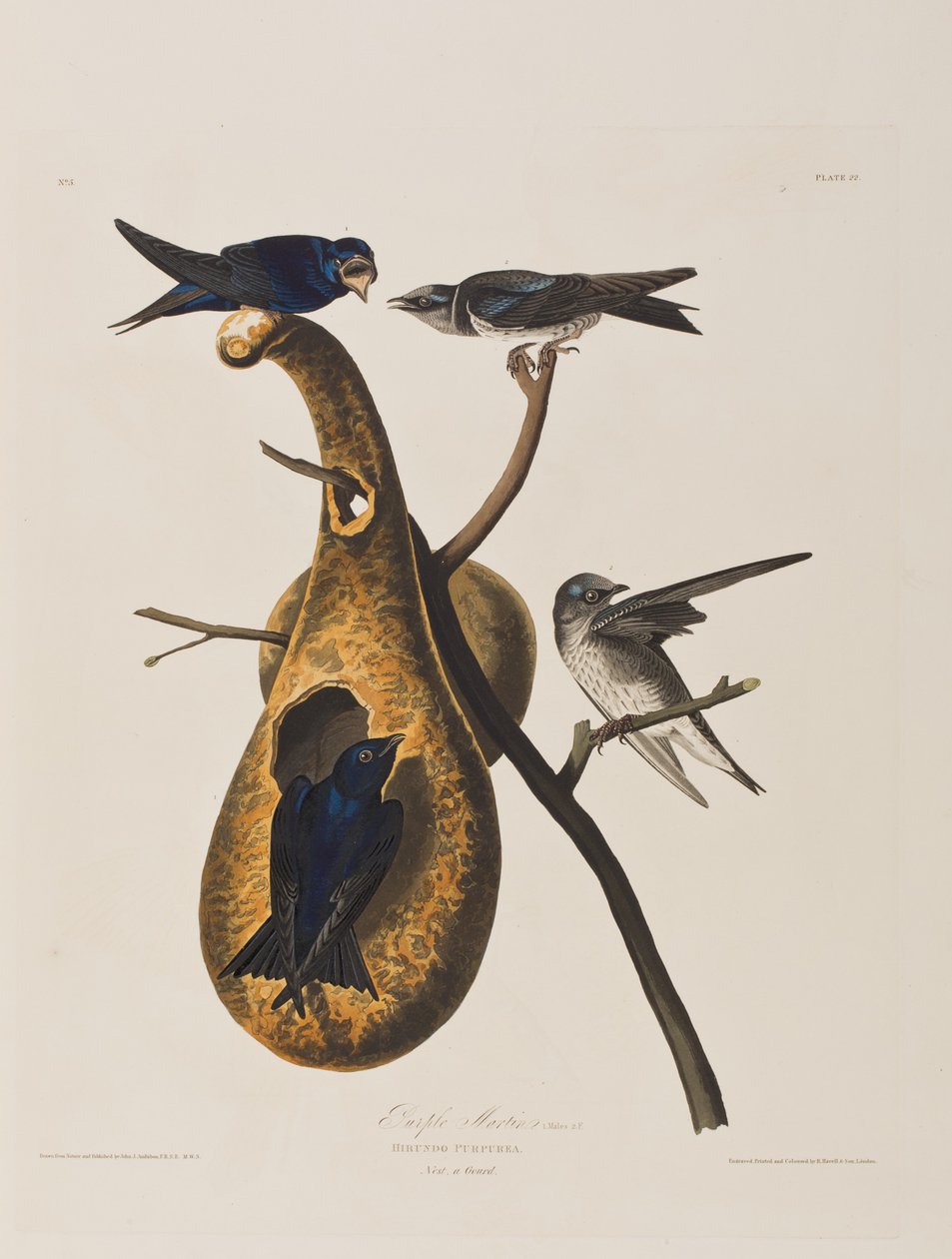 Ilustracja z "Ptaków Ameryki autorstwa John James Audubon