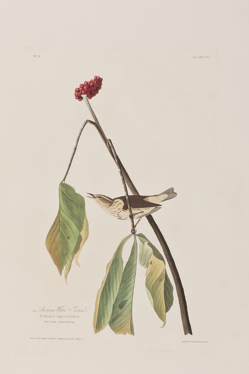 Ilustracja z „Birds of America” autorstwa John James Audubon