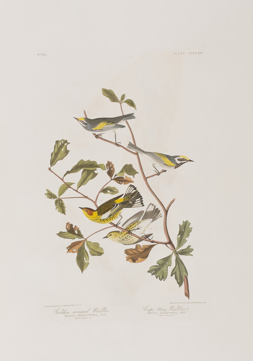 Ilustracja z „Birds of America” autorstwa John James Audubon