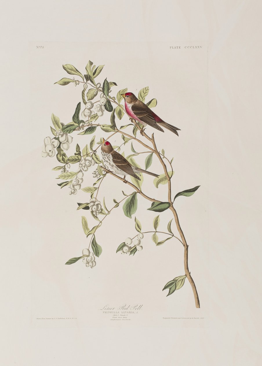 Ilustracja z „Birds of America” autorstwa John James Audubon