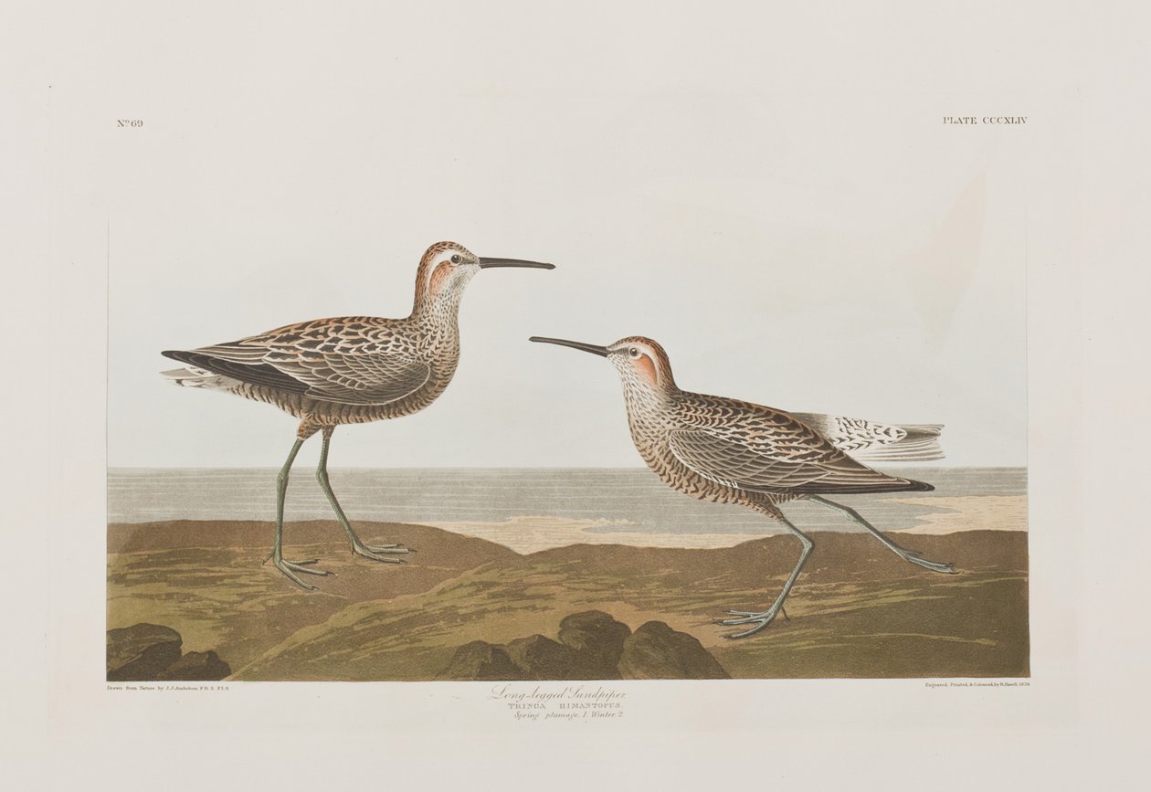 Ilustracja z „Birds of America” autorstwa John James Audubon