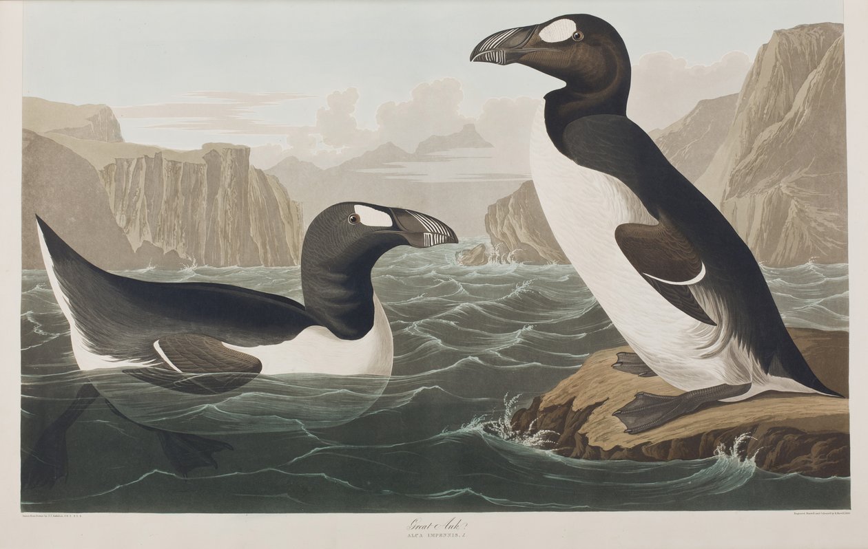 Ilustracja z „Birds of America” autorstwa John James Audubon