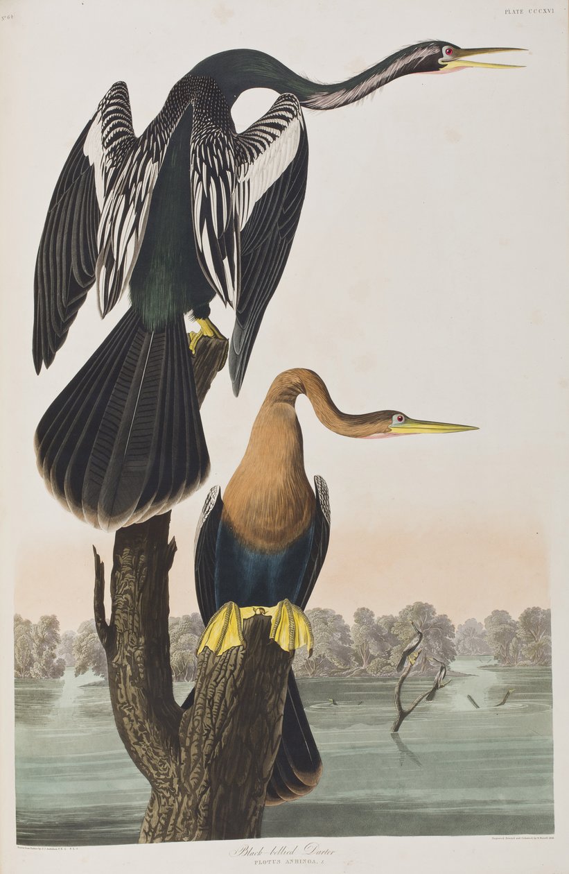 Ilustracja z „Birds of America” autorstwa John James Audubon