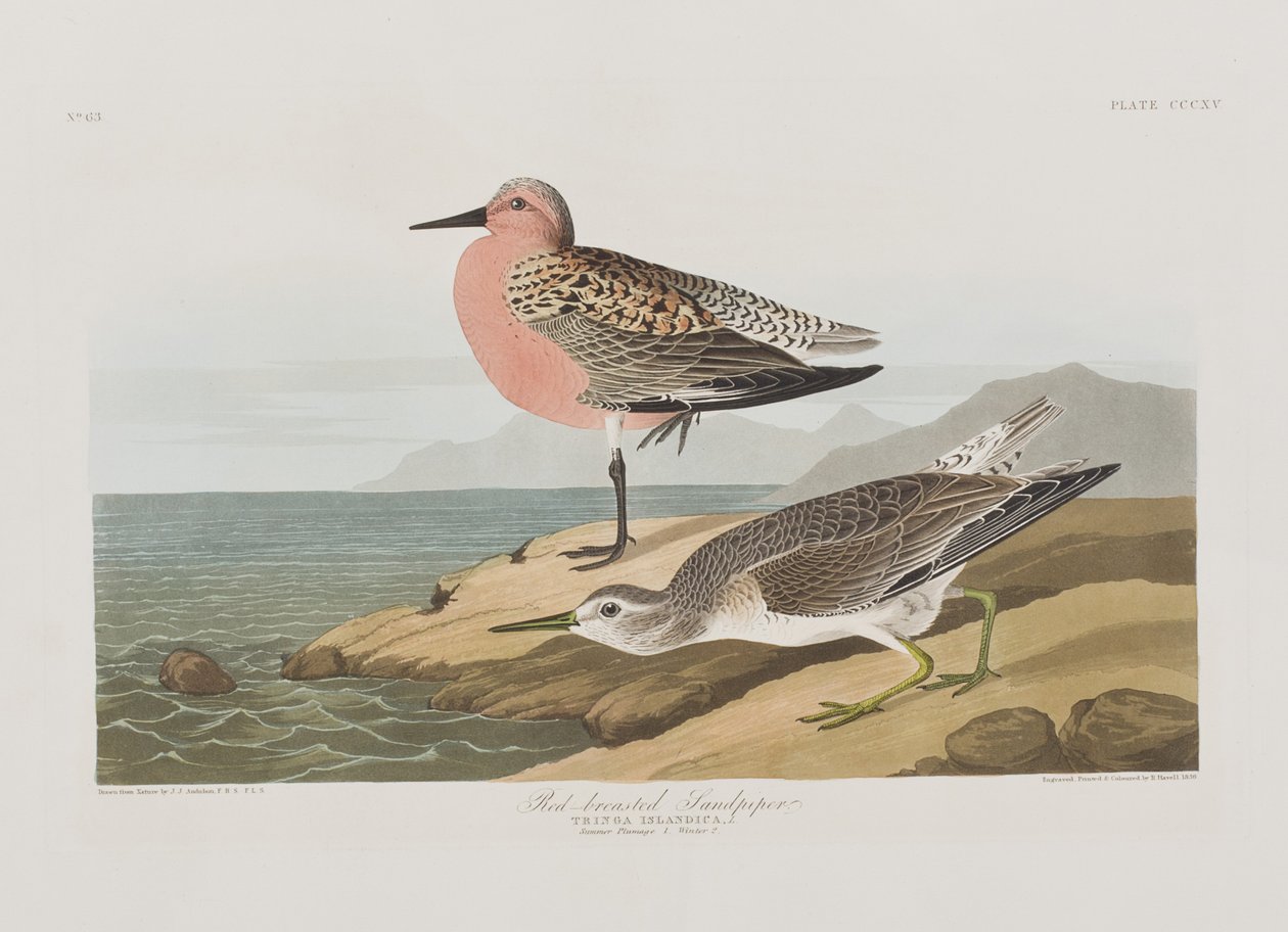 Ilustracja z „Birds of America” autorstwa John James Audubon