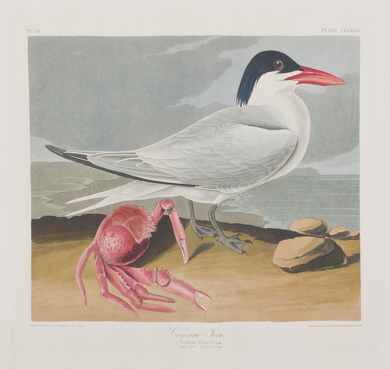 Ilustracja z „Birds of America” autorstwa John James Audubon