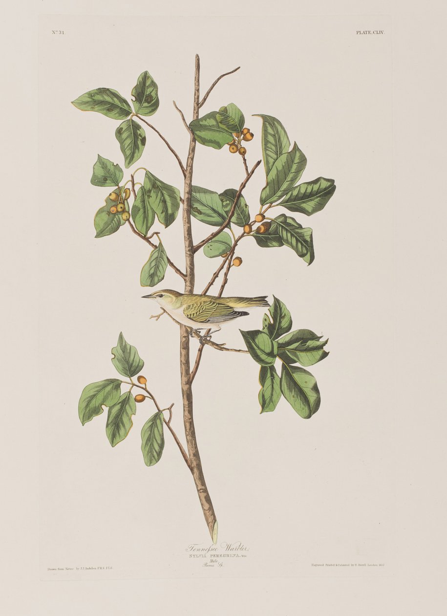 Ilustracja z „Birds of America” autorstwa John James Audubon