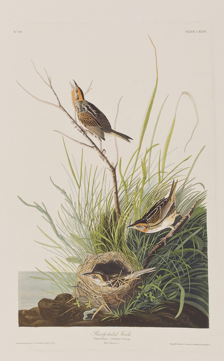Ilustracja z „Birds of America” autorstwa John James Audubon