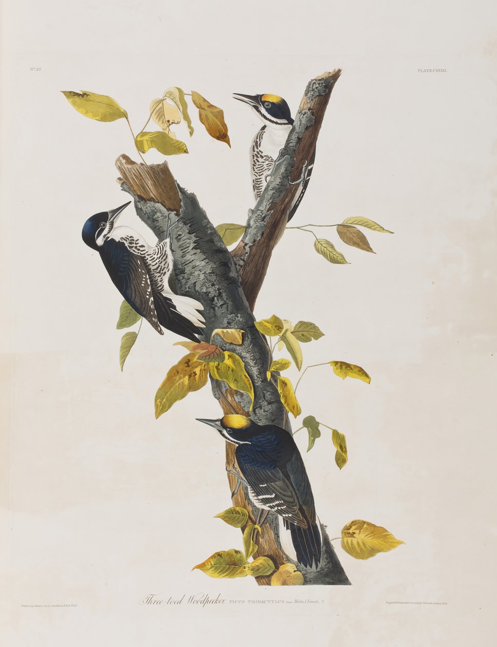 Ilustracja z „Birds of America” autorstwa John James Audubon
