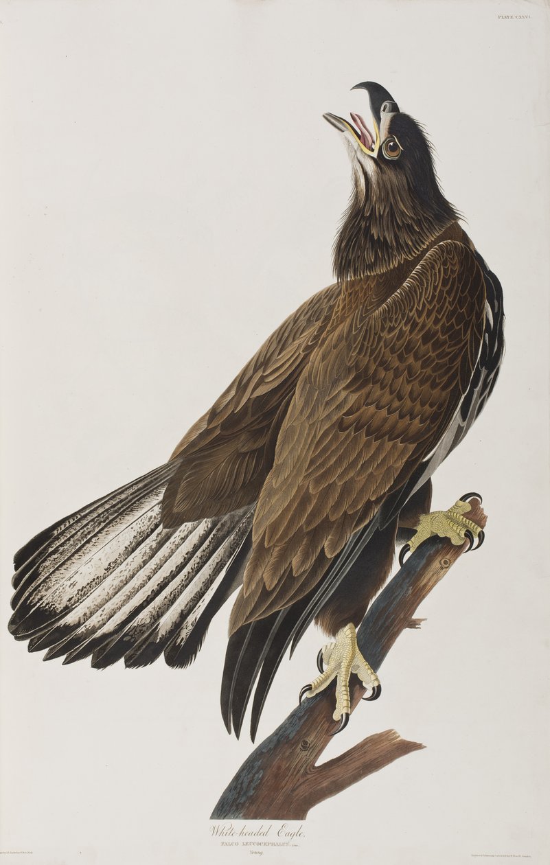 Ilustracja z „Birds of America” autorstwa John James Audubon