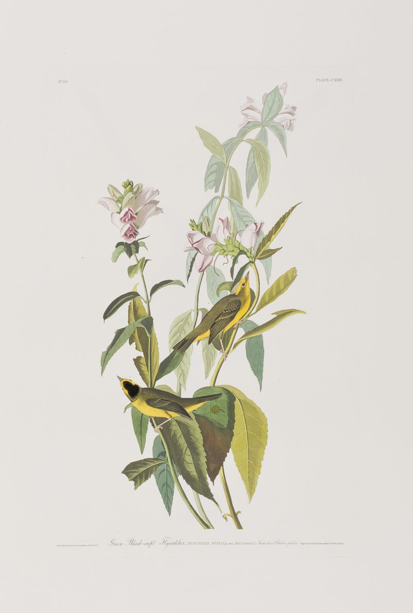 Ilustracja z „Birds of America” autorstwa John James Audubon