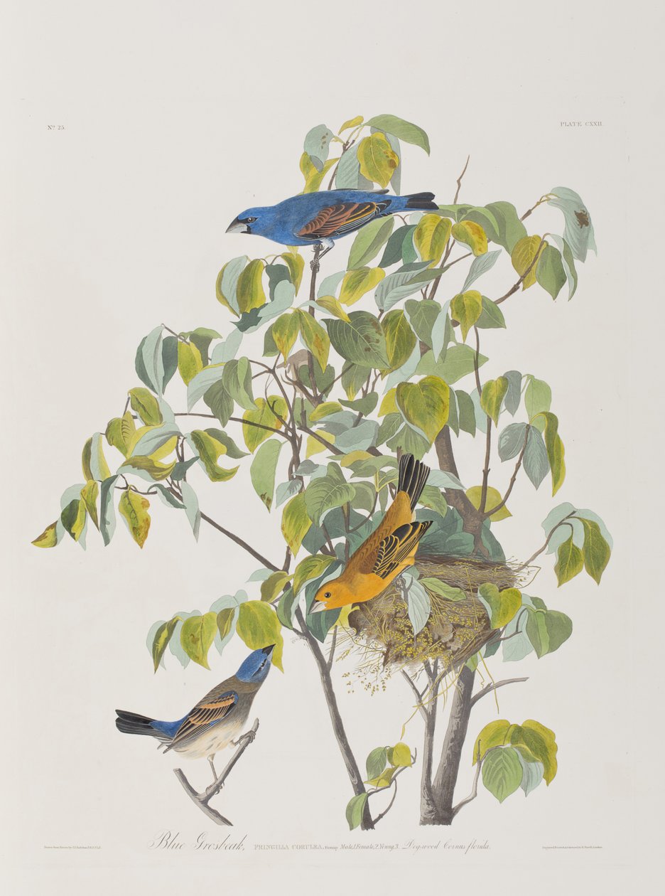 Ilustracja z „Birds of America” autorstwa John James Audubon
