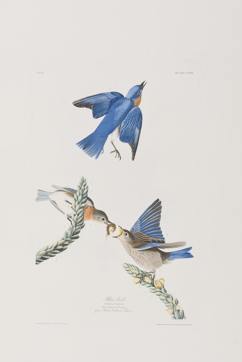 Ilustracja z „Birds of America” autorstwa John James Audubon