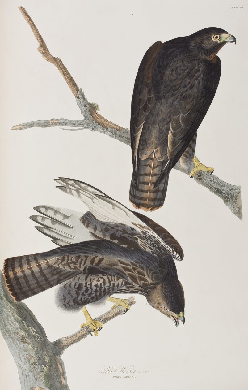 Ilustracja z „Birds of America” autorstwa John James Audubon