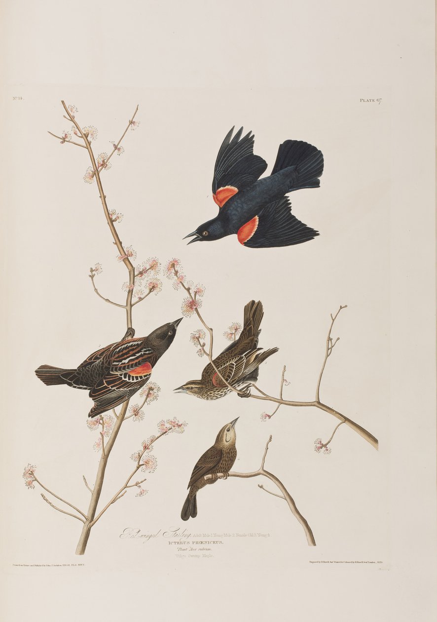 Ilustracja z „Birds of America” autorstwa John James Audubon