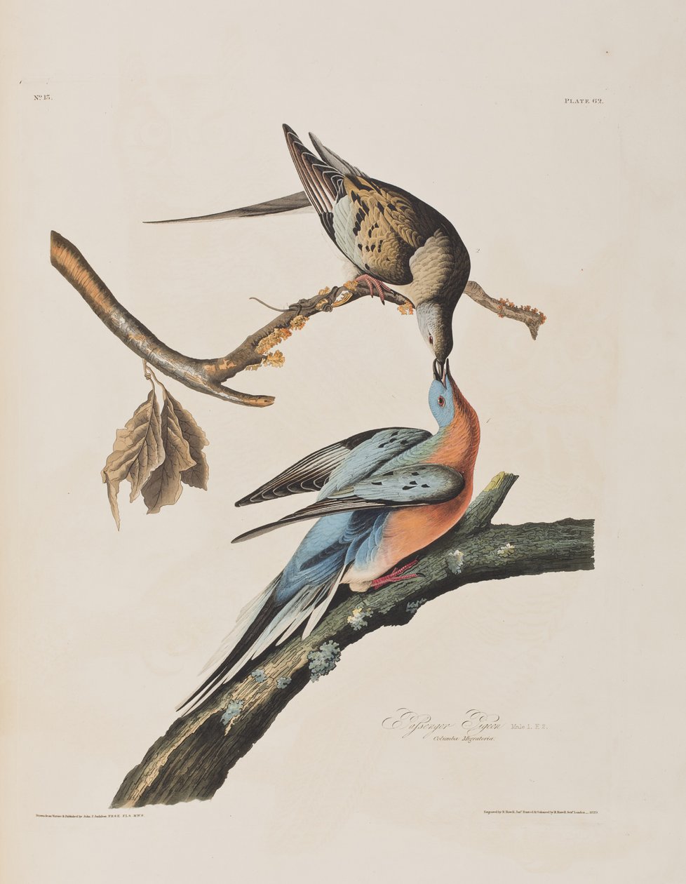 Ilustracja z "Ptaków Ameryki autorstwa John James Audubon